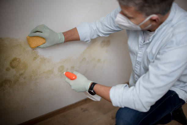 Best Asbestos and Lead Testing During Mold Inspection  in Forest Hill, TX